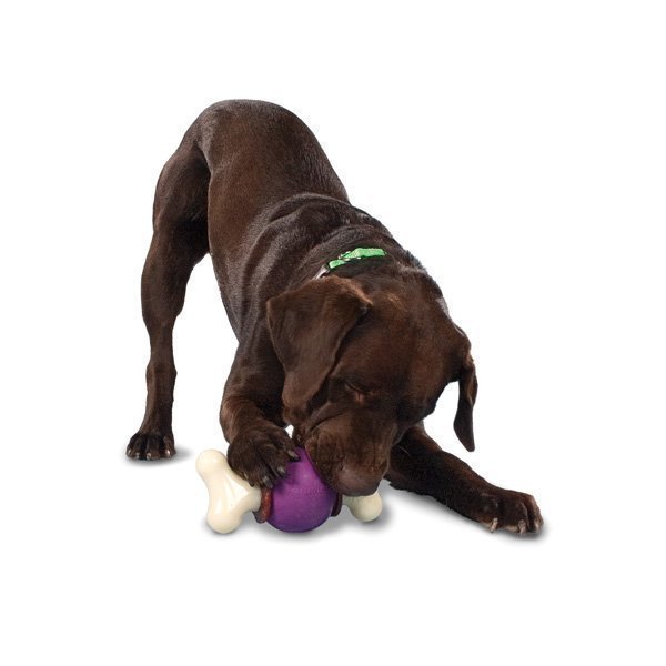 Petsafe BusyBuddy Bouncy Bone