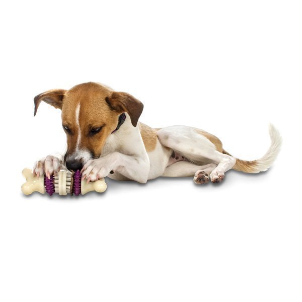 Petsafe BusyBuddy Bristle Bone